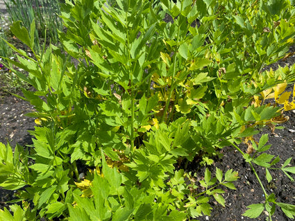 Lavas - Levisticum officinale (Maggiplant)