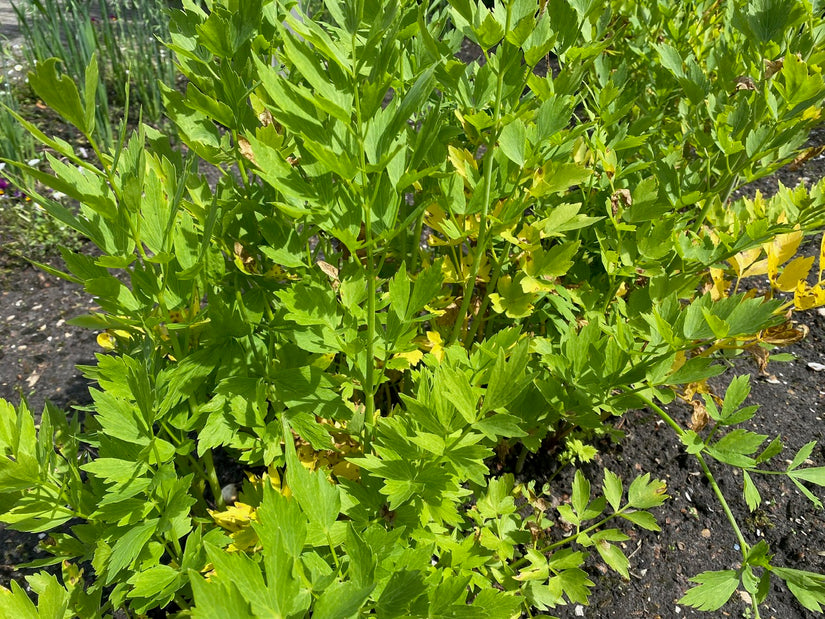 Lavas - Levisticum officinale (Maggiplant)