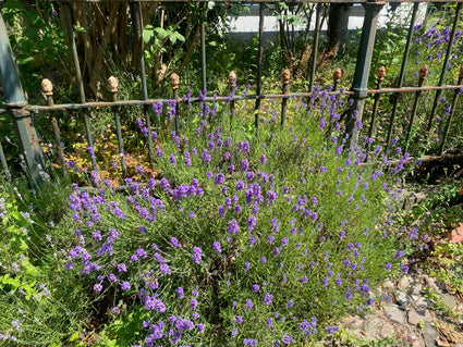 lavendel angustifolia munstead als randbeplanting bij ijzeren hek