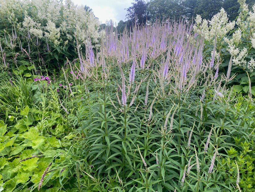 Zwarte ereprijs - Veronicastrum virginicum 'Lavendelturm'