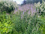 Zwarte ereprijs - Veronicastrum virginicum 'Lavendelturm'