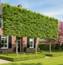 Bladverliezende Leihaagbeuk - Carpinus Betulus leiboom