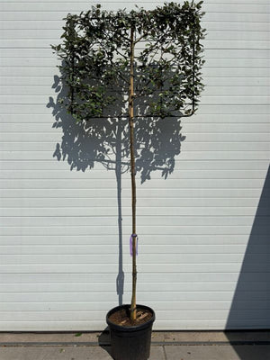 Lei olijfwilg - Stamhoogte 180-190 cm met metalen rek 120x100 cm