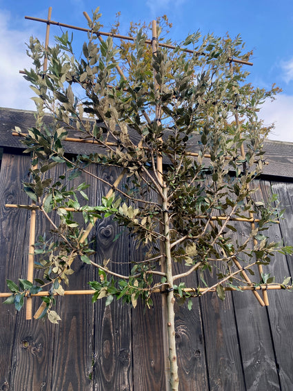 Lei Steeneik - Quercus ilex Leiboom (wintergroen)