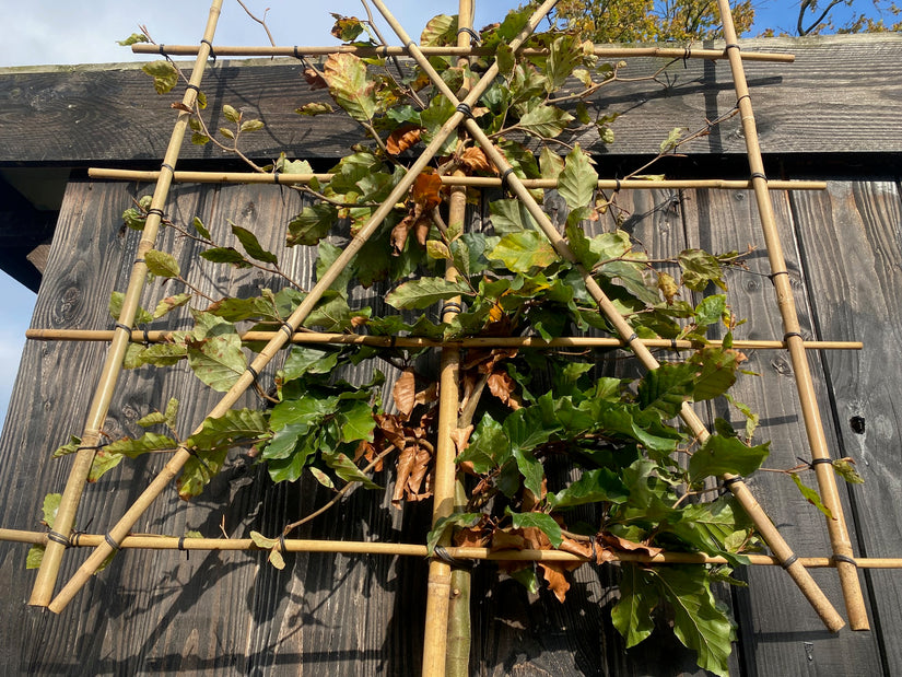 Bladhoudende Leibeuk - Fagus Sylvatica leiboom - In 2 maten