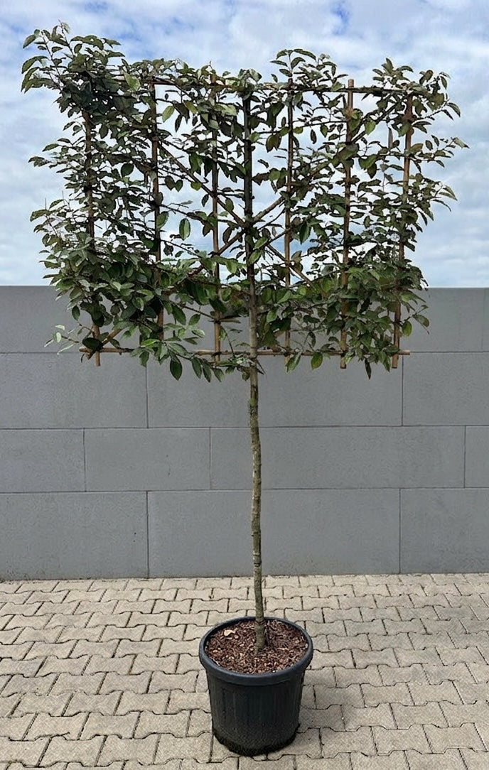 Leiboom Elaeagnus Ebb. op lage stam 110 cm
