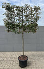 Leiboom Elaeagnus Ebb. op lage stam 110 cm
