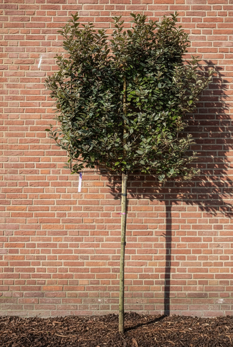 Lei olijfwilg - Elaeagnus ebbingei leiboom - Groenblijvend