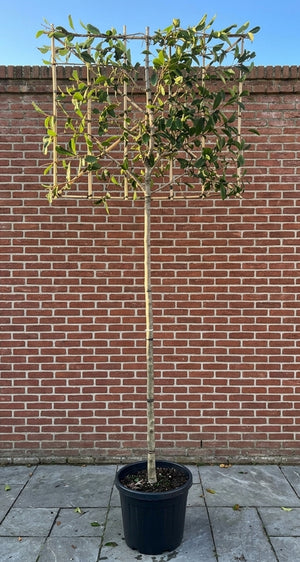 Leiboom Photinia Red Robin aanbieding