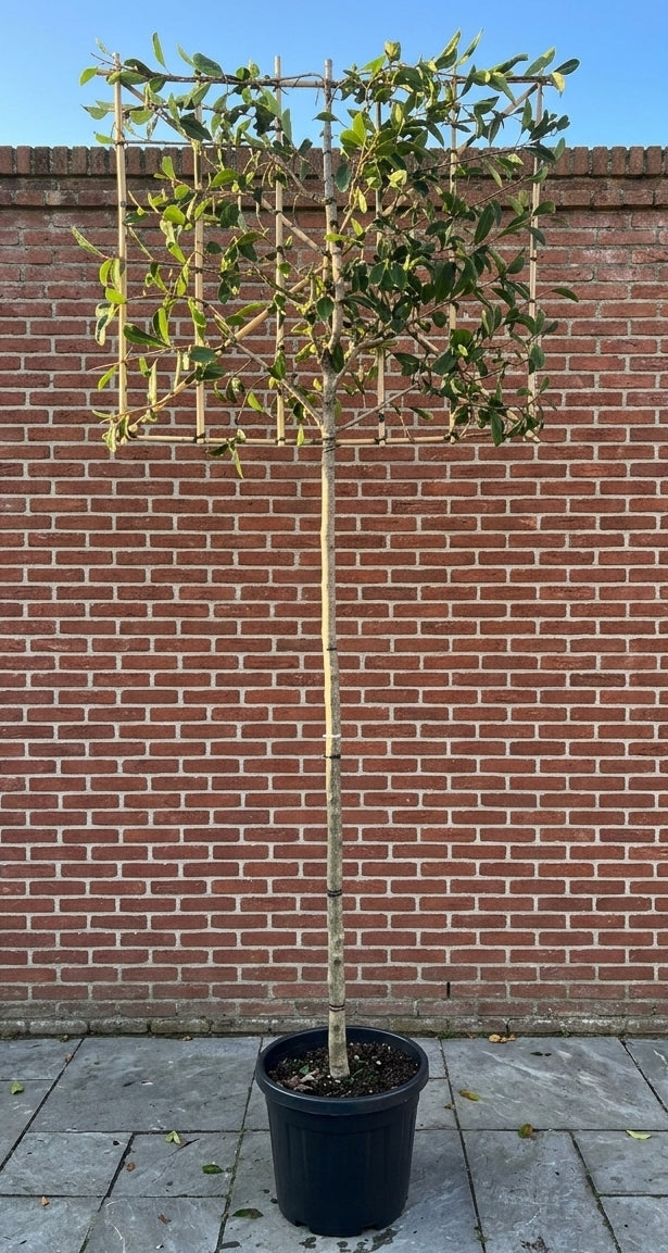 Lei glansmispel - Photinia fraseri 'Red Robin' leiboom