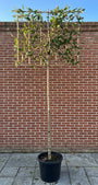 Lei glansmispel - Photinia fraseri 'Red Robin' leiboom