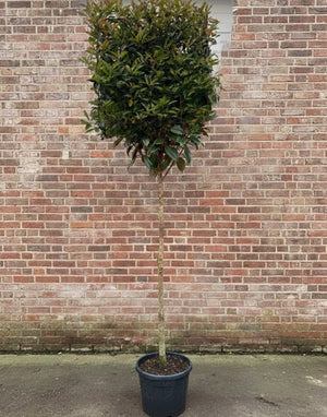 Photinia Leiboom stalen leirek 100x100 cm