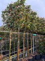 Lei glansmispel - Photinia fraseri 'Red Robin' leiboom