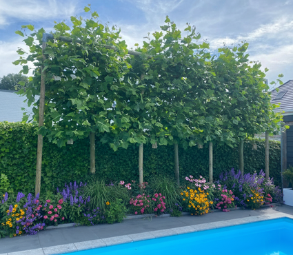 Leiplataan - Platanus acerifolia leiboom - Boom op stam met leischerm