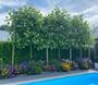 Leiplataan - Platanus acerifolia leiboom - Boom op stam met leischerm