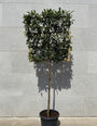 jaarrond groene leiboom prunus brenelia met bamboe rek