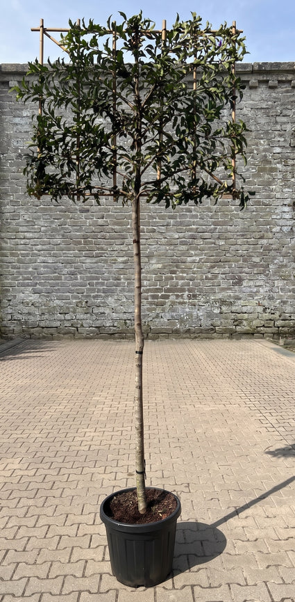 Portugese laurier - Prunus lusitanica 'Brenelia' leiboom