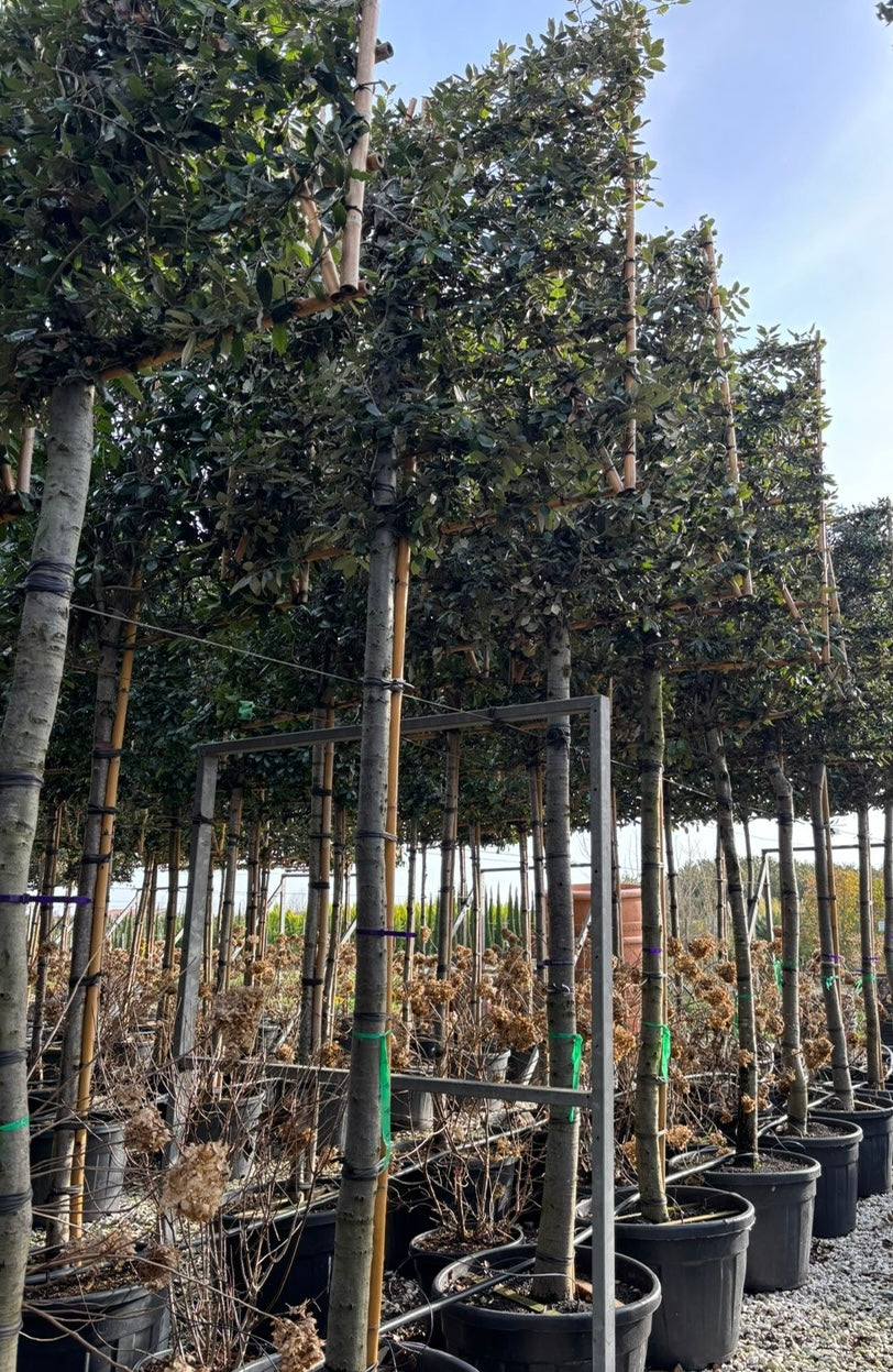 Lei Steeneik - Quercus ilex Leiboom (wintergroen)