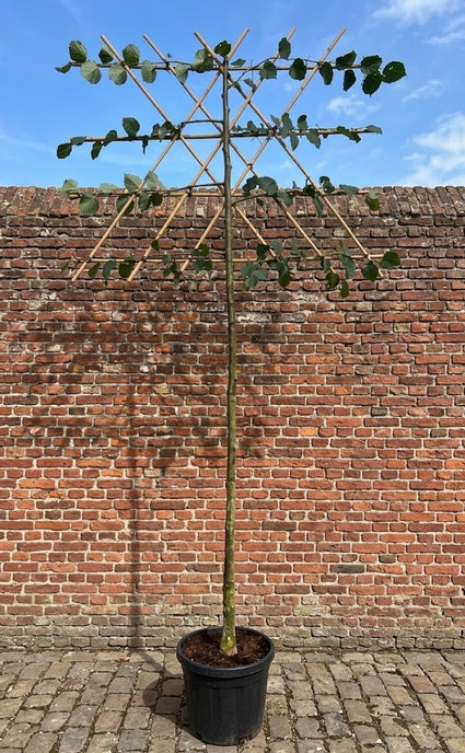 Leilinde - Tilia x europaea - leiboom hoge stam