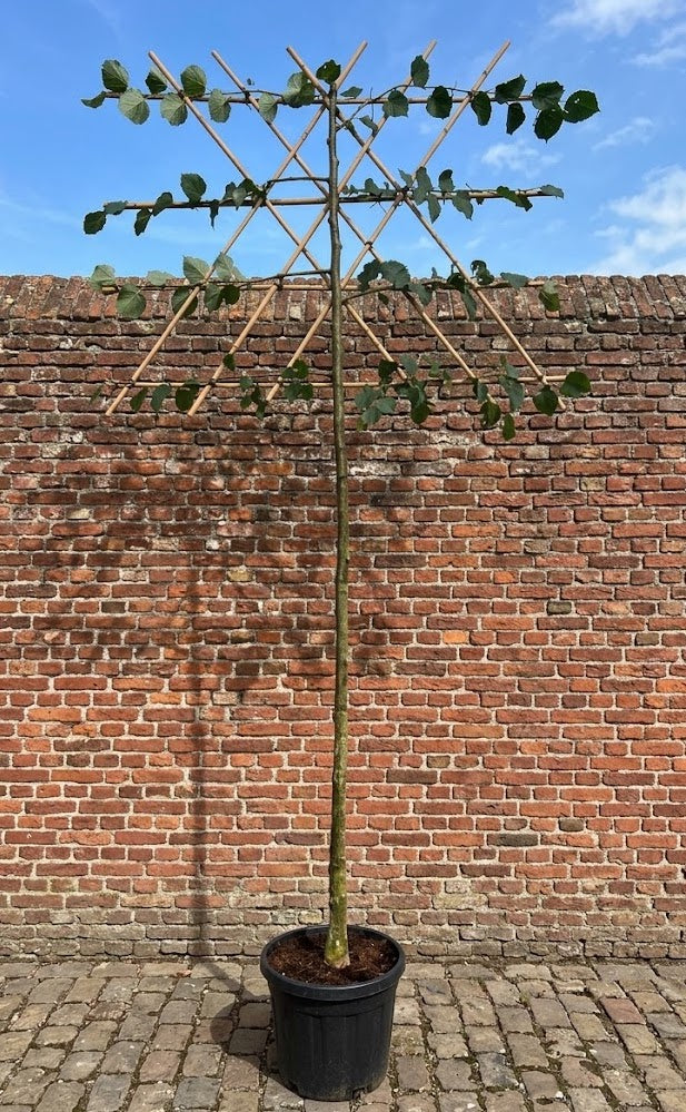 Leilinde - Tilia x europaea - leiboom hoge stam