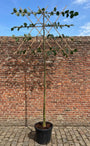 Leilinde - Tilia x europaea - leiboom hoge stam