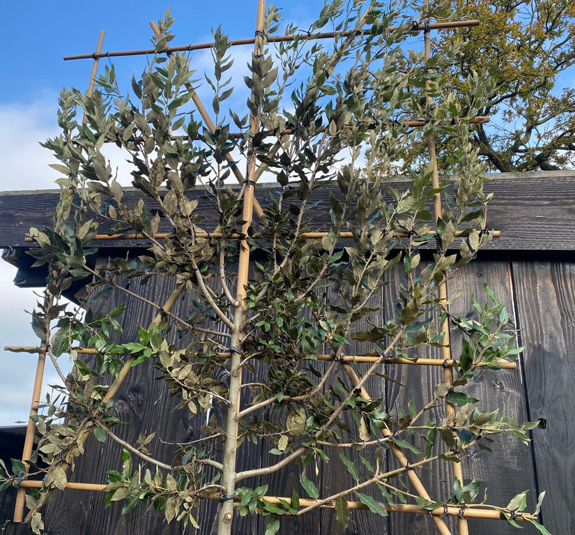 Lei Steeneik - Quercus ilex Leiboom (wintergroen)