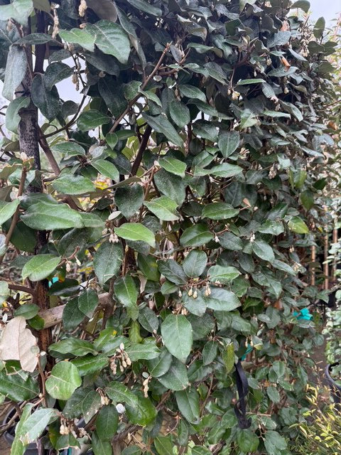 Lei olijfwilg - Elaeagnus ebbingei leiboom - Groenblijvend