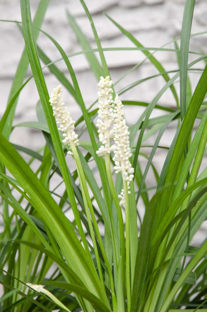 Witte Leliegras - Liriope muscari 'Monroe white'