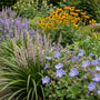 leliegras met geranium rozanne en gele zonnehoed rudbeckia