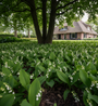 Lelietje van dalen - Convallaria majalis