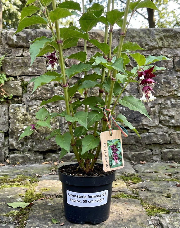 Fazantenbes - Leycesteria formosa