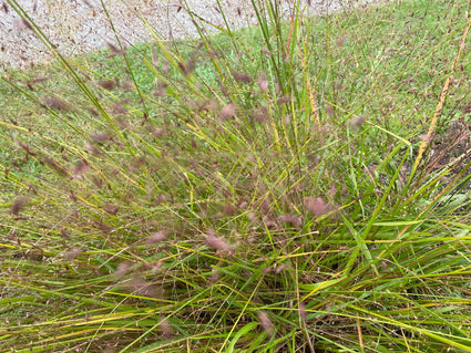 Liefdesgras - Eragrostis spectabilis