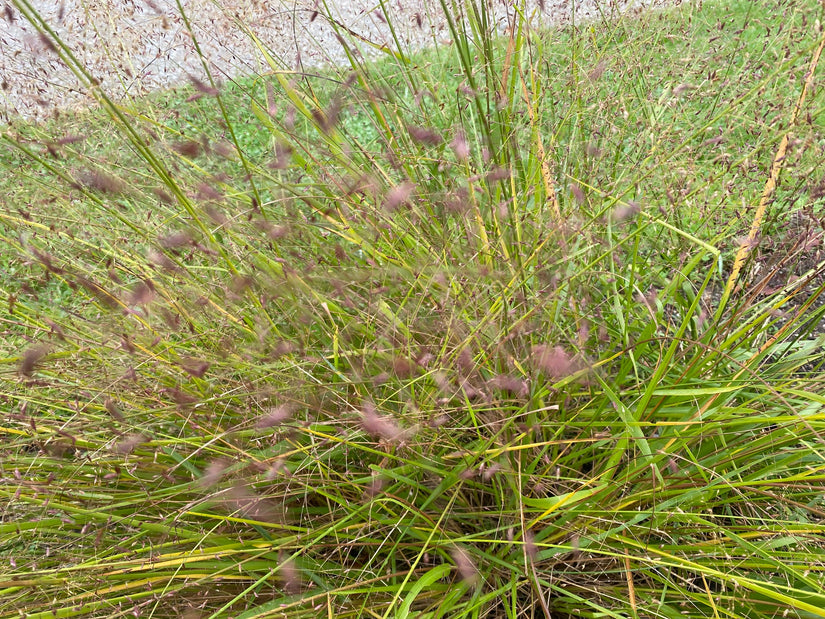 Liefdesgras - Eragrostis spectabilis