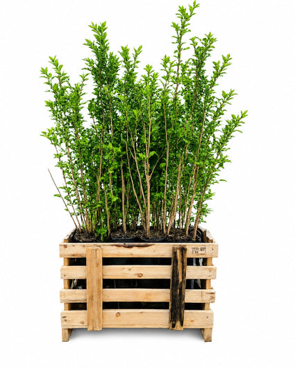 Liguster - Ligustrum Ovalifolium aanbieding 50 stuks