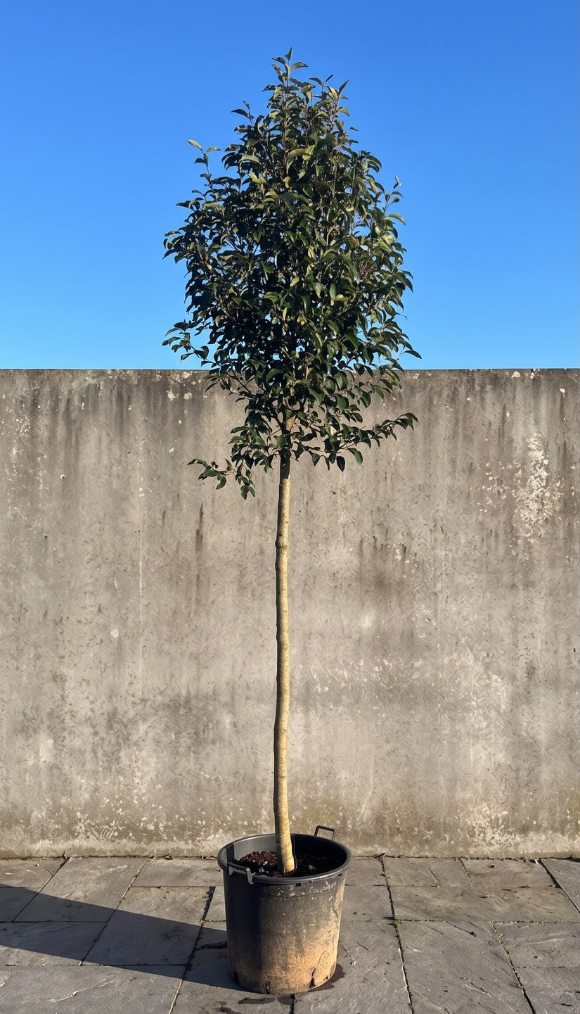 Japanse liguster - Ligustrum japonicum Hoogstam boom