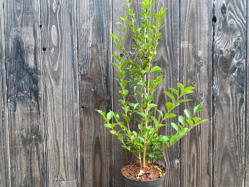 Liguster Ovalifolium in c3 pot 50-60 cm