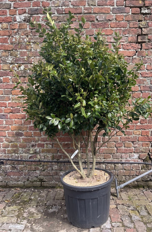 Meerstammig, solitaire C110 pot