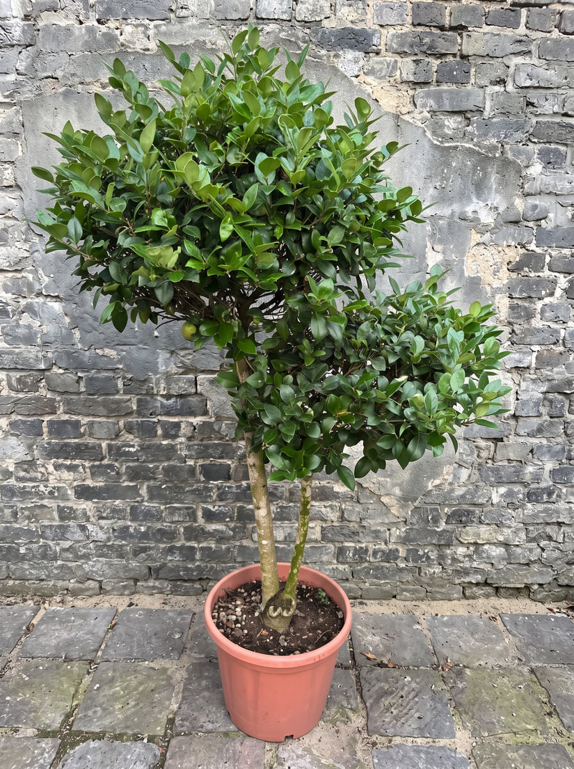 Liguster (wintergroene sierheester, Meerstammig) - Ligustrum japonicum 'Texanum'