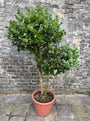 Liguster (wintergroene sierheester, Meerstammig) - Ligustrum japonicum 'Texanum'