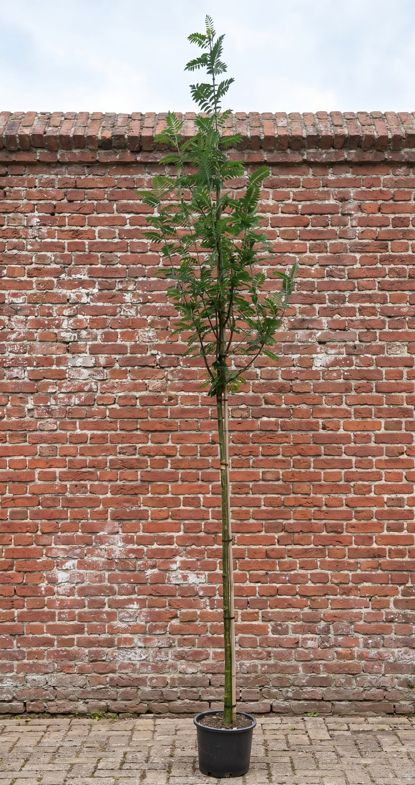 Lijsterbes - Sorbus aucuparia 'Sunshine' hoogstam boom