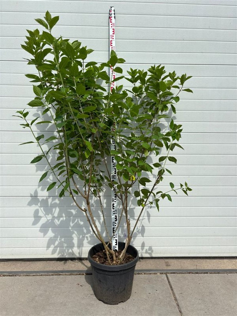 Pluimhortensia - Hydrangea paniculata 'Limelight'