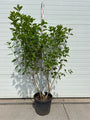 Pluimhortensia - Hydrangea paniculata 'Limelight'