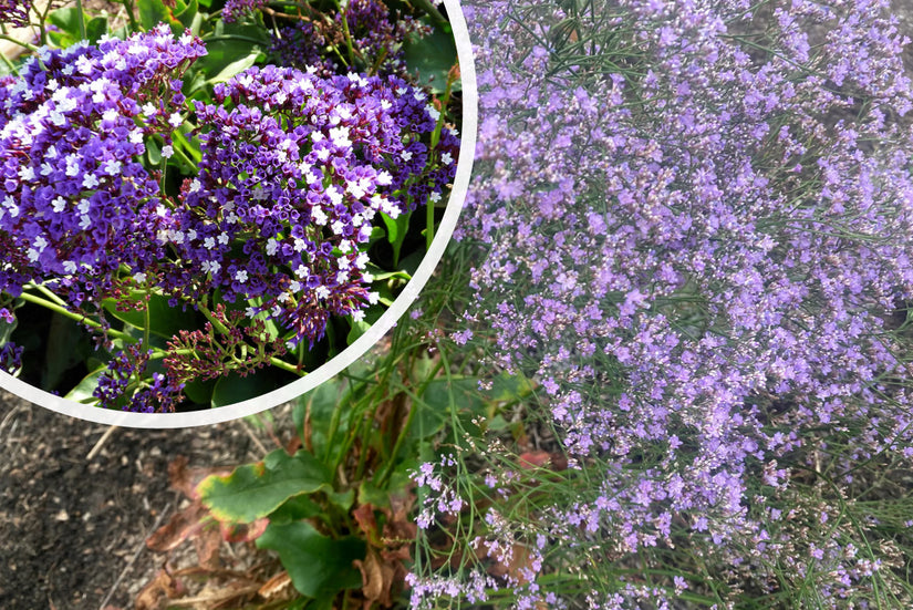 Lamsoor - Limonium Latifolium