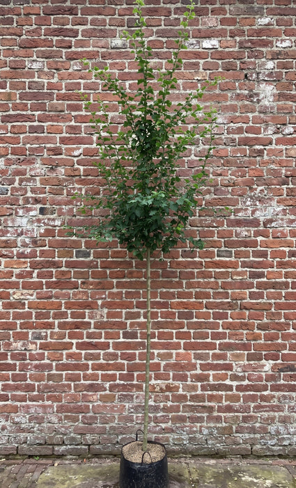Winterlinde - Tilia cordata 'Greenspire' hoogstam boom