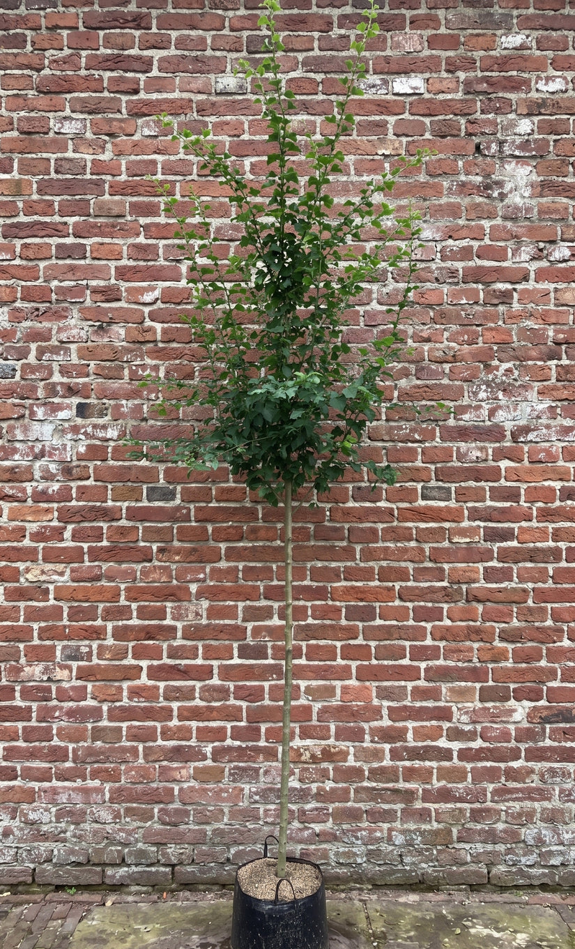 Winterlinde (Hoogstam) - Tilia cordata 'Greenspire'