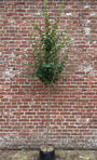 Winterlinde (Hoogstam) - Tilia cordata 'Greenspire'