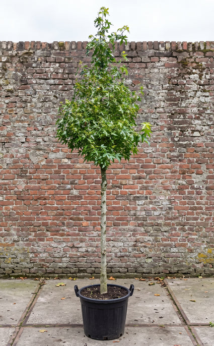 Amberboom (Hoogstam) - Liquidambar styraciflua 'Worplesdon'