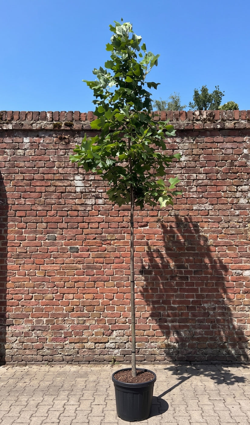 Amerikaanse tulpenboom - Liriodendron tulipifera hoogstam