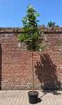 Amerikaanse tulpenboom - Liriodendron tulipifera hoogstam