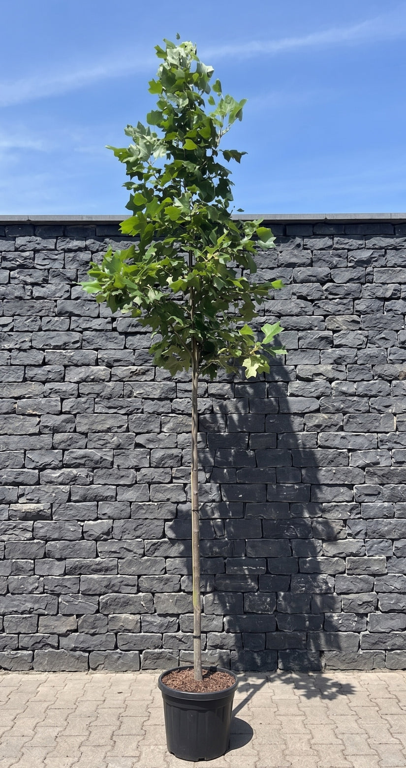 Amerikaanse tulpenboom - Liriodendron tulipifera hoogstam